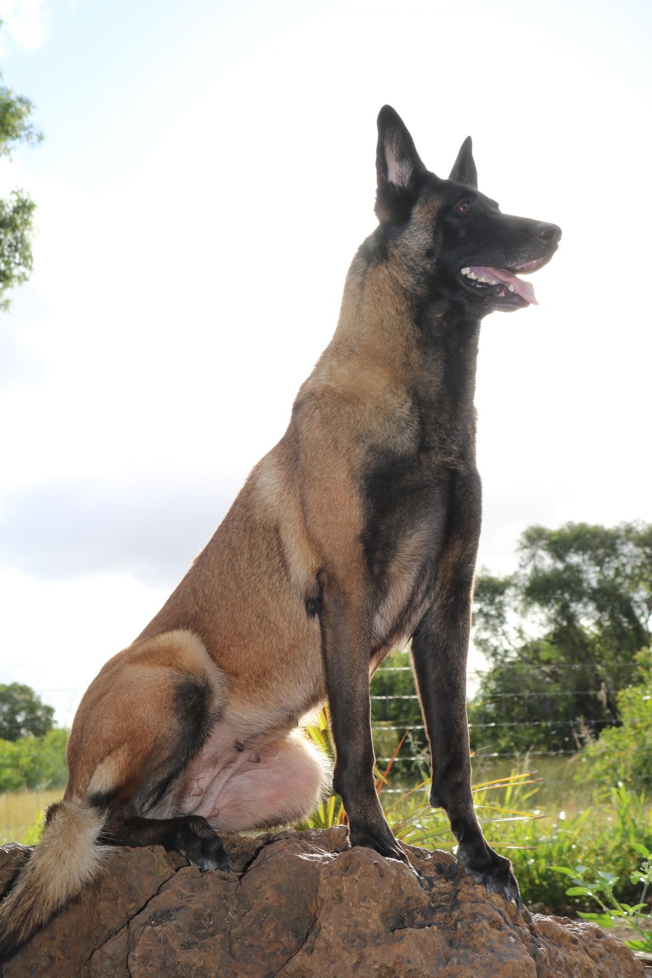 Nikita